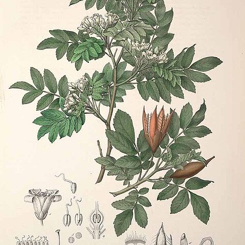 Schmardaea unspecified picture