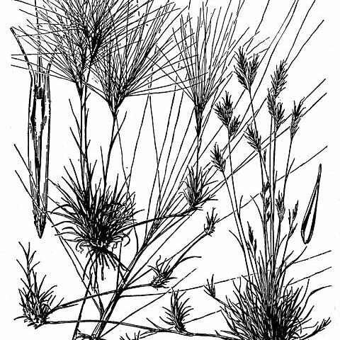 Scleropogon unspecified picture