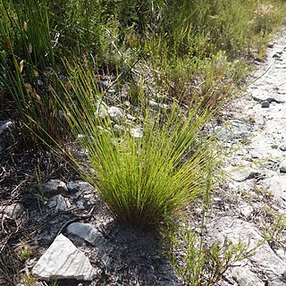 Schoenus bolusii unspecified picture