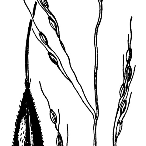 Patis unspecified picture