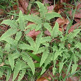 Dicranopteris curranii unspecified picture