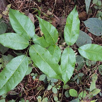 Rourea unspecified picture