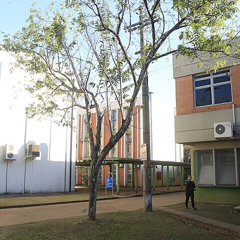 Annona dolabripetala unspecified picture