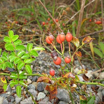 Rosa lucieae unspecified picture