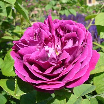 Rosa burboniana unspecified picture