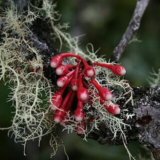 Satyria carnosiflora unspecified picture