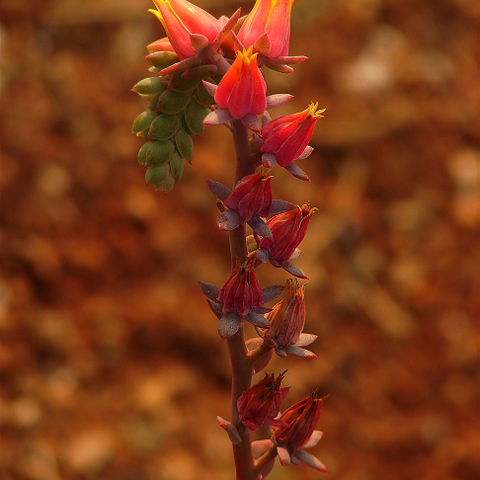 Rosularia unspecified picture