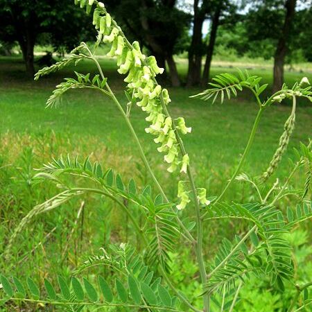 Sophora flavescens unspecified picture