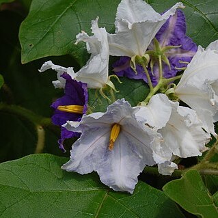 Solanum wrightii unspecified picture