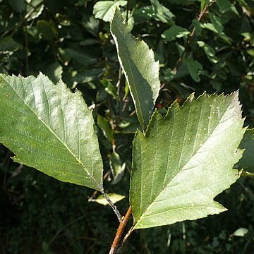 Karpatiosorbus adeana unspecified picture