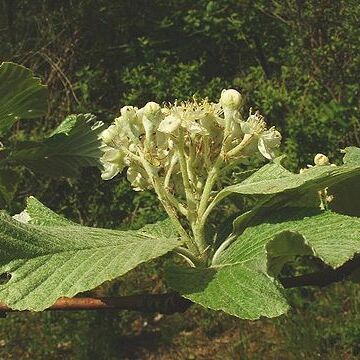 Sorbus aria unspecified picture