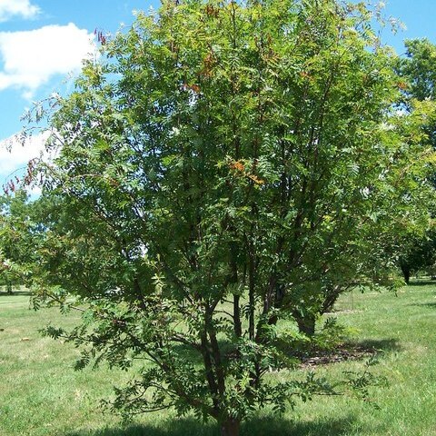 Sorbus commixta unspecified picture