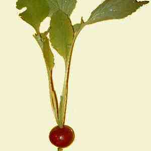 Raphanus unspecified picture