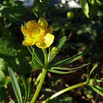 Ranunculus monacensis unspecified picture