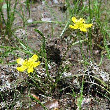 Ranunculus reptans unspecified picture