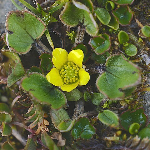 Ranunculus royi unspecified picture