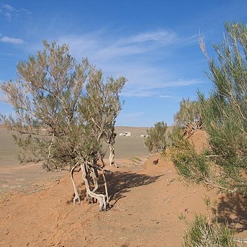 Haloxylon ammodendron unspecified picture