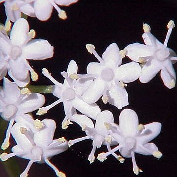 Sambucus unspecified picture