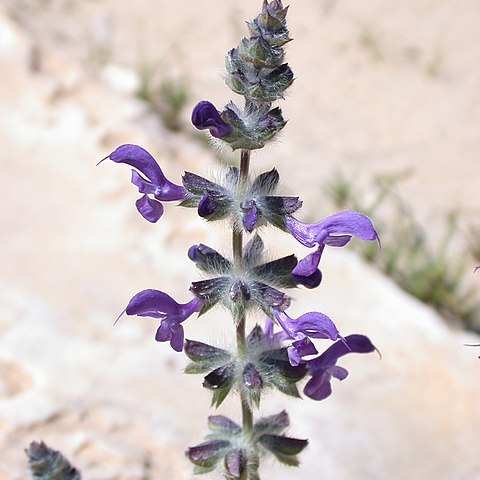 Salvia lanigera unspecified picture
