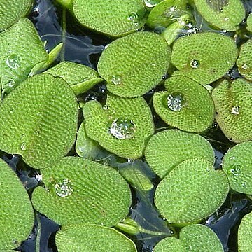 Salviniaceae unspecified picture