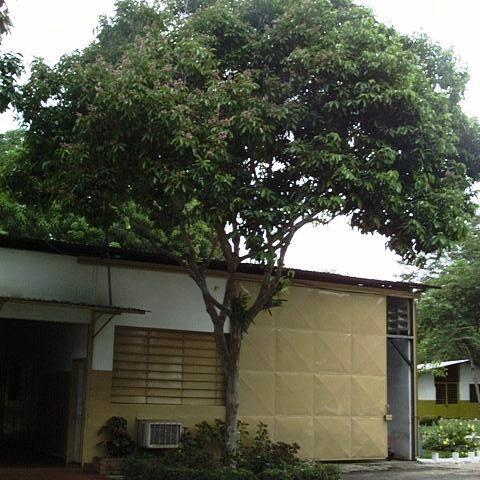 Diphysa punctata unspecified picture