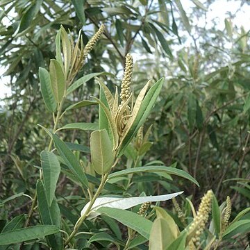 Croton solanaceus unspecified picture