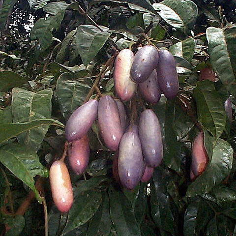 Dacryodes unspecified picture