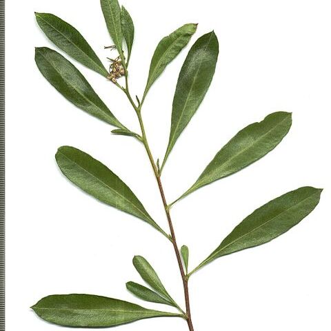 Dodonaea viscosa subsp. angustifolia unspecified picture