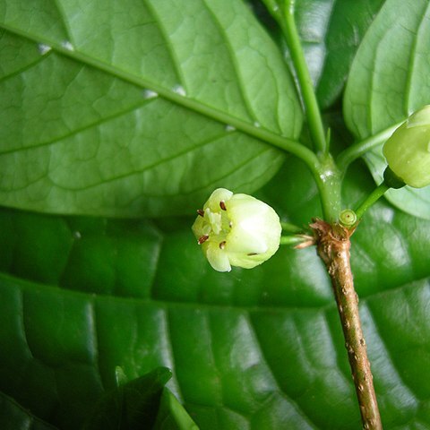 Rytigynia unspecified picture