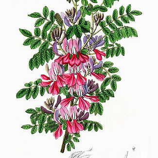 Indigofera dosua unspecified picture