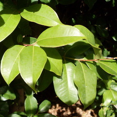 Syzygium hodgkinsoniae unspecified picture