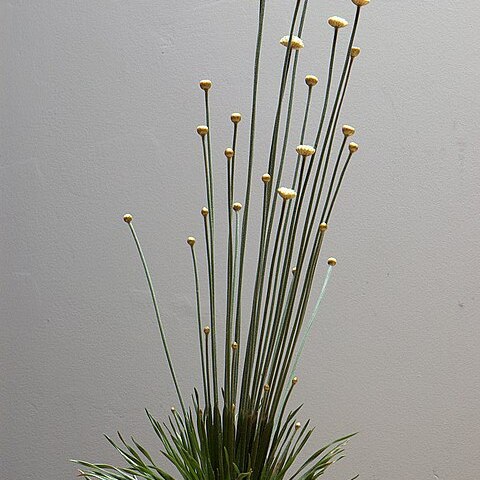 Syngonanthus chrysanthus unspecified picture