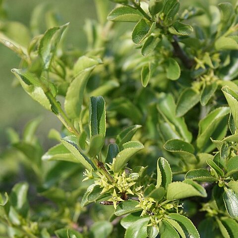 Rhamnus intermedia unspecified picture