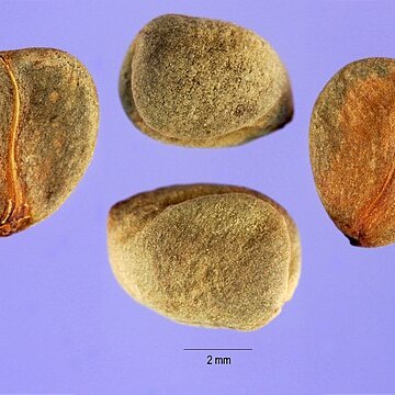 Rhamnus utilis unspecified picture