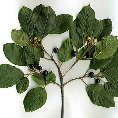 Rhamnus unspecified picture