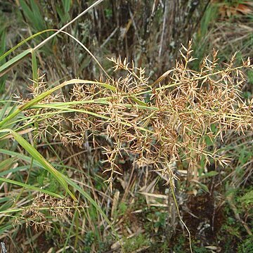 Rhynchospora ruiziana unspecified picture