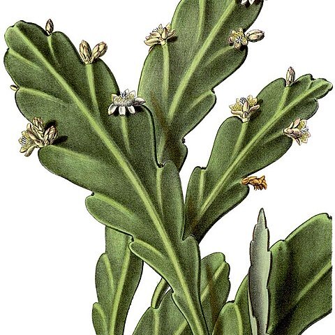 Rhipsalis platycarpa unspecified picture