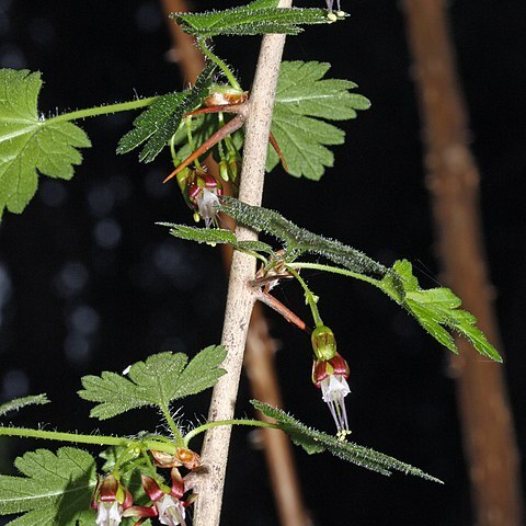 Ribes unspecified picture