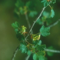 Ribes sardoum unspecified picture