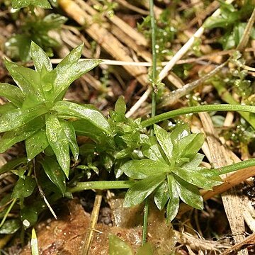 Rhodobryum unspecified picture