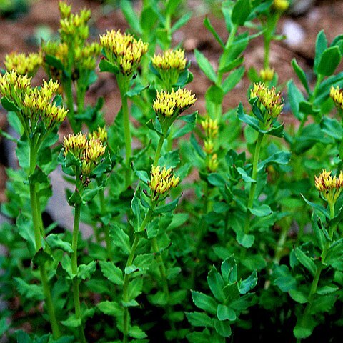 Rhodiola angusta unspecified picture