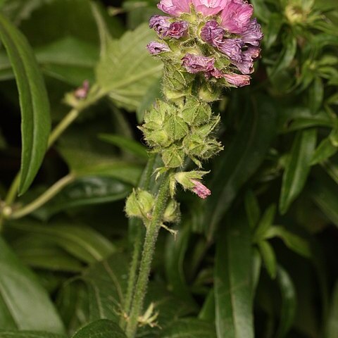 Sidalcea hirtipes unspecified picture
