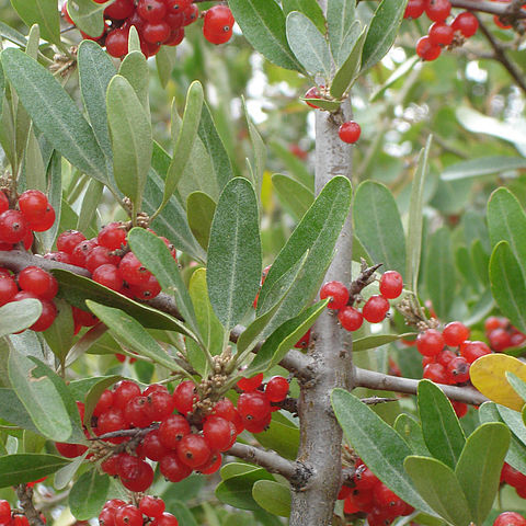 Elaeagnaceae unspecified picture