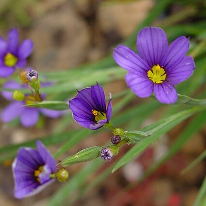 Sisyrinchium unspecified picture