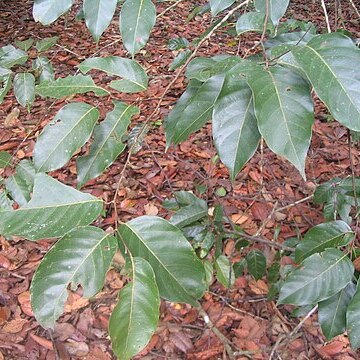 Shorea glauca unspecified picture