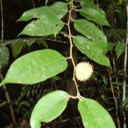Shorea astylosa unspecified picture