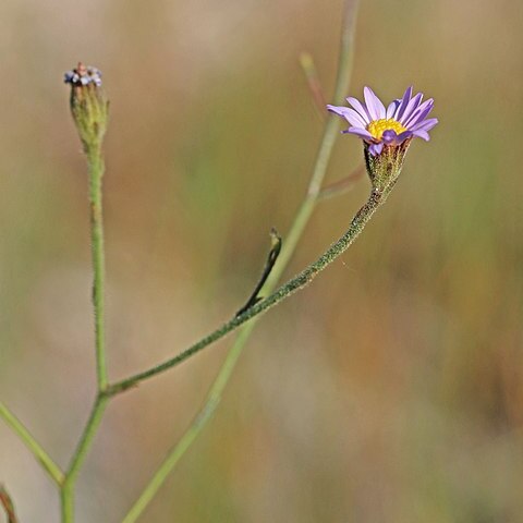 Almutaster unspecified picture