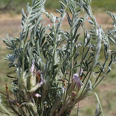 Astragalus rupifragus unspecified picture