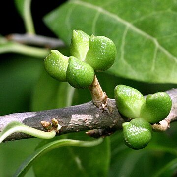 Orixa japonica unspecified picture