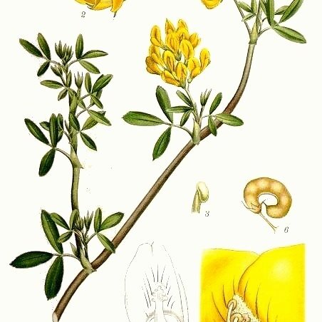 Medicago unspecified picture